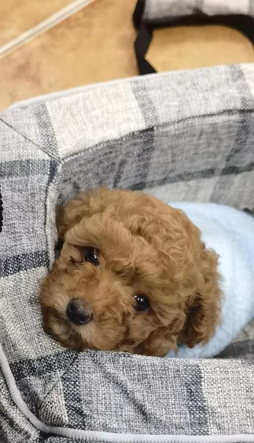 泰迪犬常见易患5种疾病，如何预防和治疗（保护您的泰迪犬免受这些常见疾病的困扰）