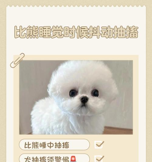 如何给比熊拔耳毛？（比熊耳毛护理的关键步骤和技巧）