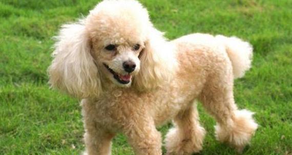 贵宾犬养护指南（掌握关键要点，打造健康快乐的两个月贵宾犬）