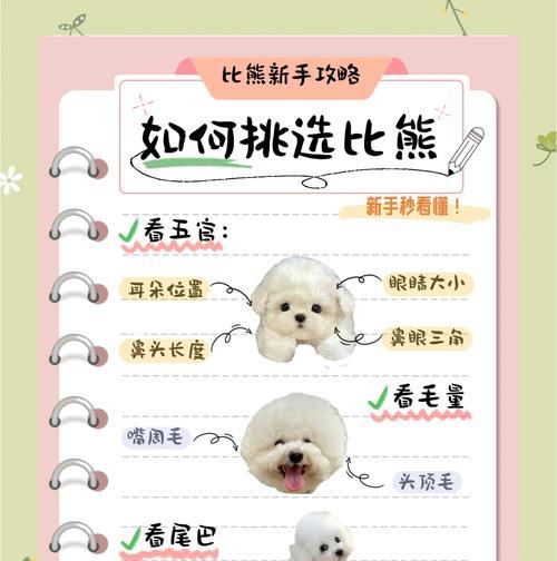 解决比熊不喜欢吹头的问题（为什么比熊不喜欢吹头？如何让比熊享受吹头？）