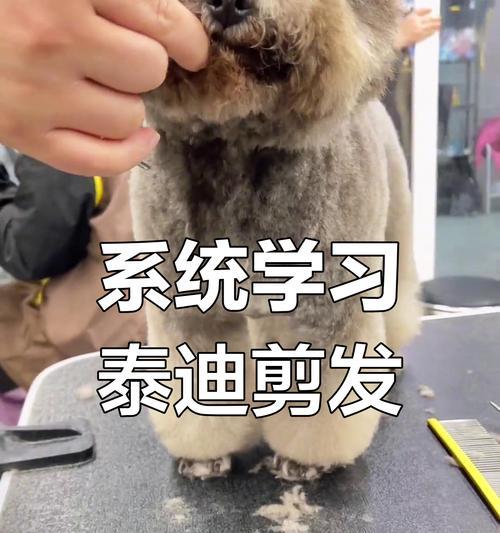 如何正确修剪贵宾犬的脚毛（轻松掌握贵宾犬脚毛修剪技巧，让你的宠物更加美丽动人）