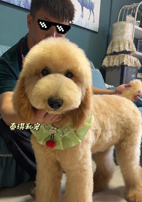泰迪犬（探寻泰迪犬的品种特征和最珍贵的毛色）