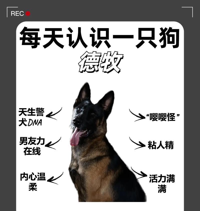 如何挑选适合的东德牧羊犬性格？（挑选东德牧羊犬性格的关键方法）