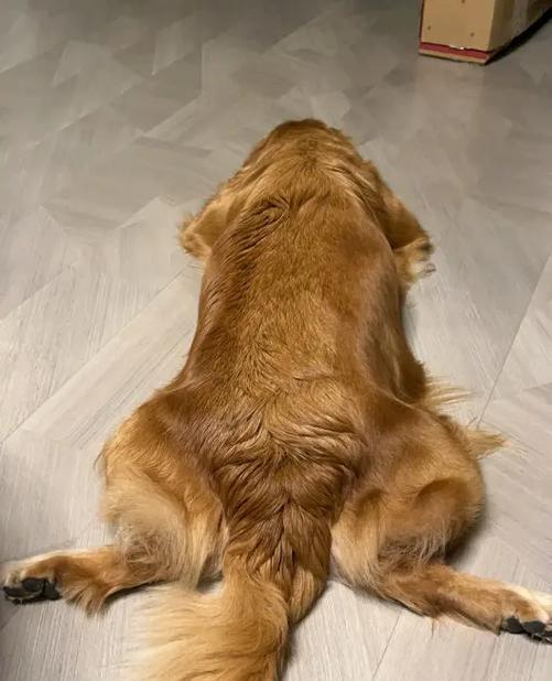 如何解决金毛狗不爱长个的问题（用科学的方法帮助金毛狗健康成长）