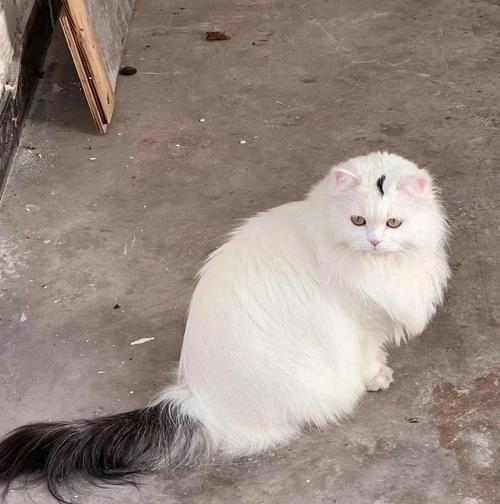 探寻长得像千玺的猫的品种之谜（揭秘这些与偶像神似的神秘猫咪）