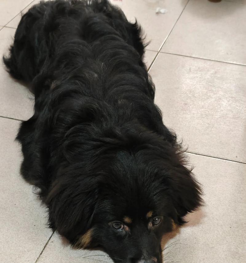 神秘而可爱的毛遮眼狗（探秘神秘面纱下的独特狗狗品种）