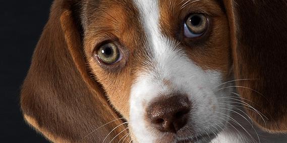 沙皮狗的攻击性评估（了解沙皮狗攻击性的强度以及关键因素）