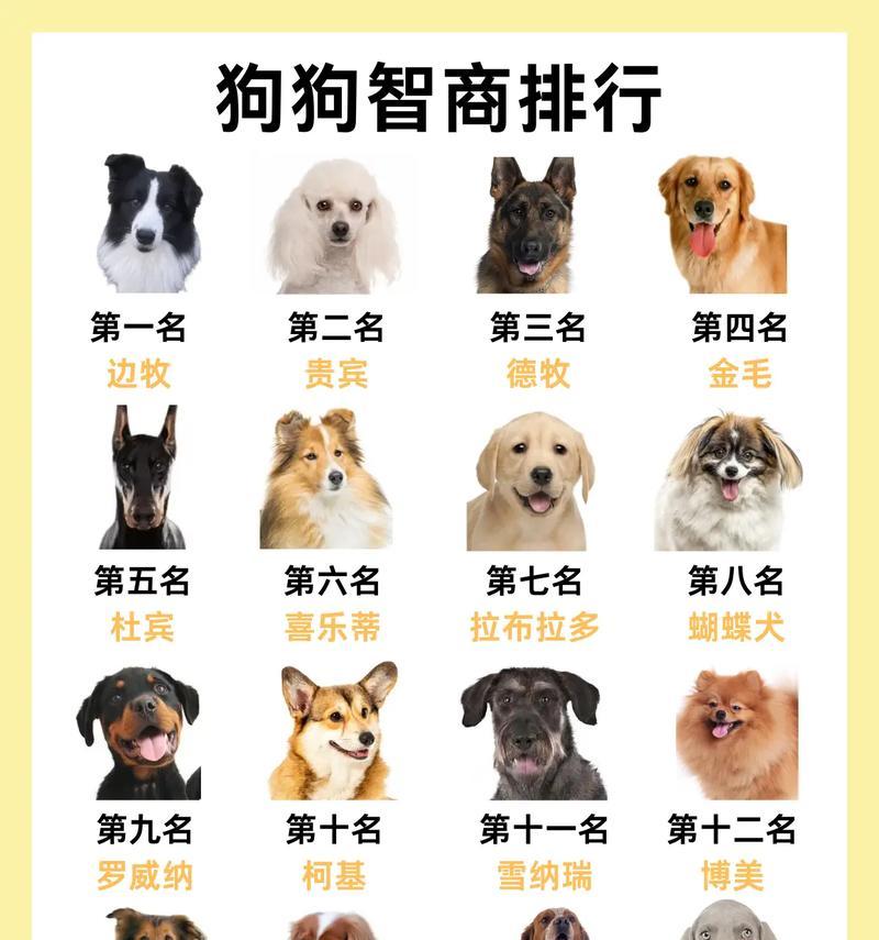 世界犬类千姿百态，了解各类狗狗及其身价（揭秘狗狗的多样性与身价差异，彰显人类对它们的热爱与尊重）