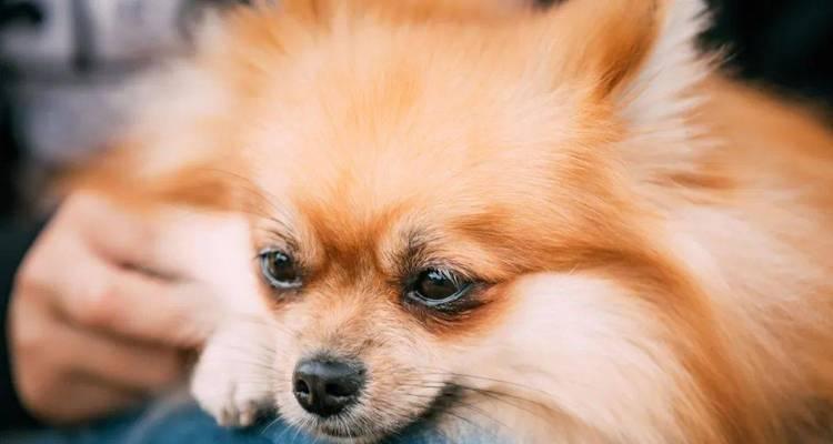 狗狗喂药大作战（找准时机，轻松喂食你的爱犬）