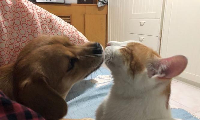 猫狗初次相见（和谐共处的秘诀和关键）