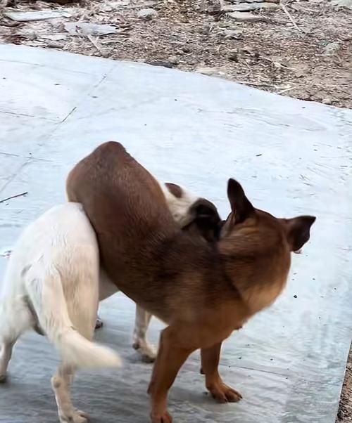 狗狗闻屁股的奇妙世界（揭秘狗狗通过闻屁股交流的原因与意义）