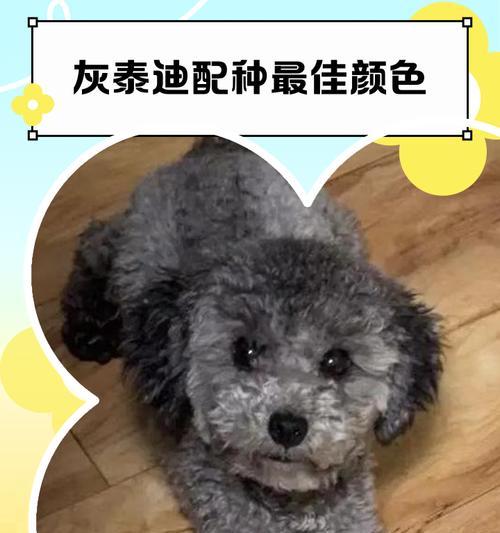 泰迪犬配种知识（了解泰迪犬配种的时间与方法，健康繁殖泰迪宝宝）