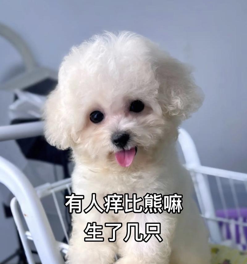 比熊着凉了怎么办？（宠物狗如何应对着凉引发的健康问题）