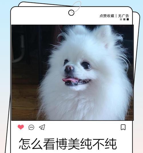 区分纯种博美犬和串串博美犬的7个简单招数（如何通过简单的方法辨别博美犬的纯种与否）