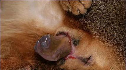 猫咪临盆前的表现及预兆（了解猫咪临盆前的身体变化，保护它们的健康）