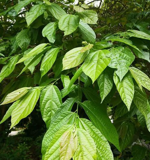 金毛拉绿色便便的原因与解决方法（探寻金毛拉绿色便便的原因，教你解决这一问题）