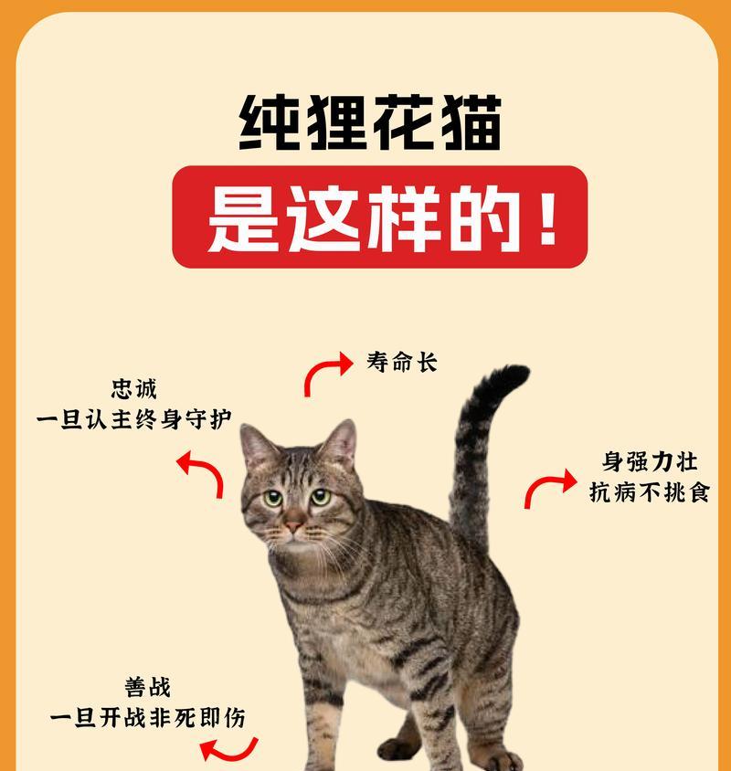 黄狸猫与黑狸猫的神秘之旅（探索两只狸猫的奇幻冒险）