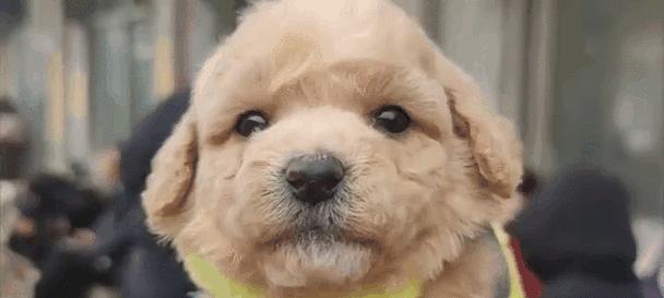 送泰迪之前先考虑这几个原因（泰迪送人，别忘了这几点）