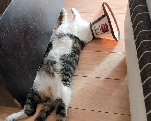 泰迪吃了板栗后会发生什么？（探讨泰迪食用板栗对其健康的影响与潜在风险）