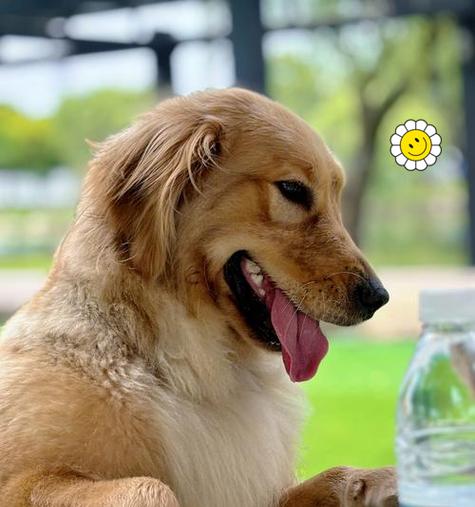 金毛吃苹果的奇妙效果（金毛爱吃苹果，为什么？）