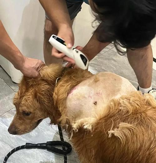 金毛嘴下面肿，应该怎么办？（了解金毛嘴下肿背后的原因与治疗方法）