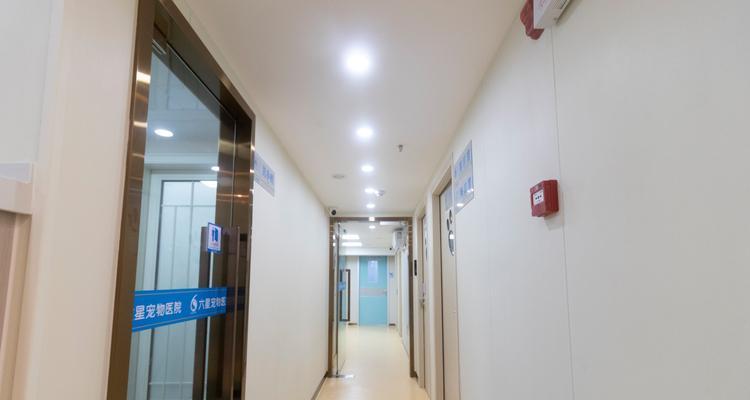 深圳永安宠物医院——宠物健康的保障（优质服务，专业技术，温暖关怀，全方位呵护你的宠物）