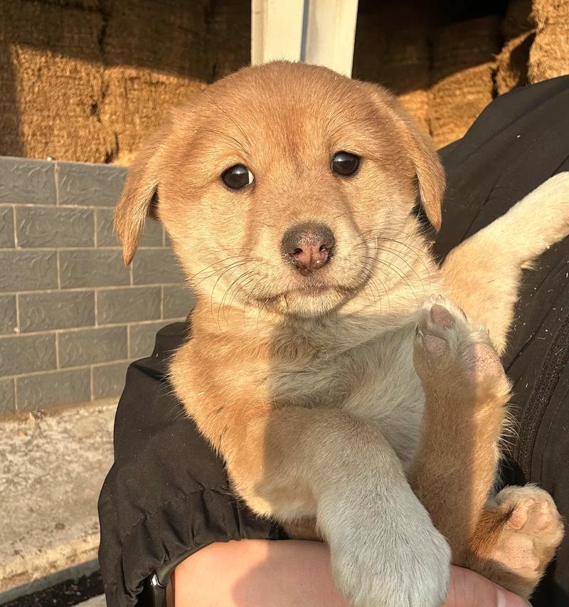 未满月小狗的成长奇迹（探索未满月小狗的生活、成长和发展）