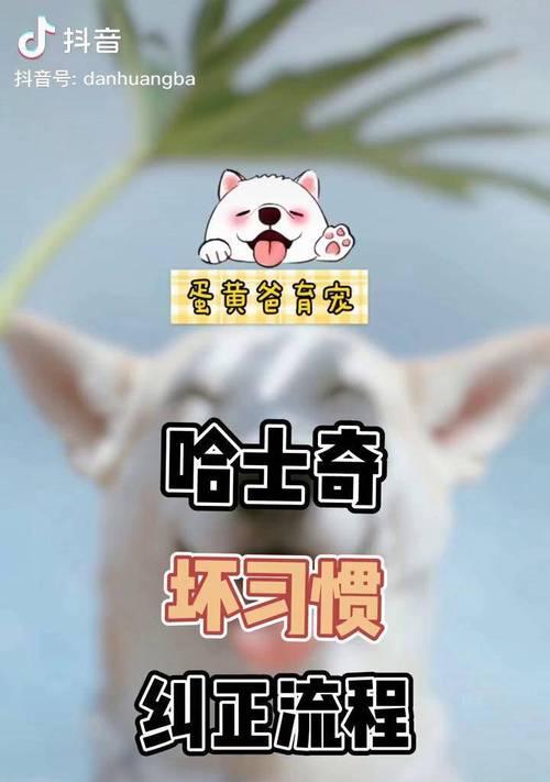 如何训练哈士奇不乱叫（有效训练方法和技巧帮助你的哈士奇停止乱叫）