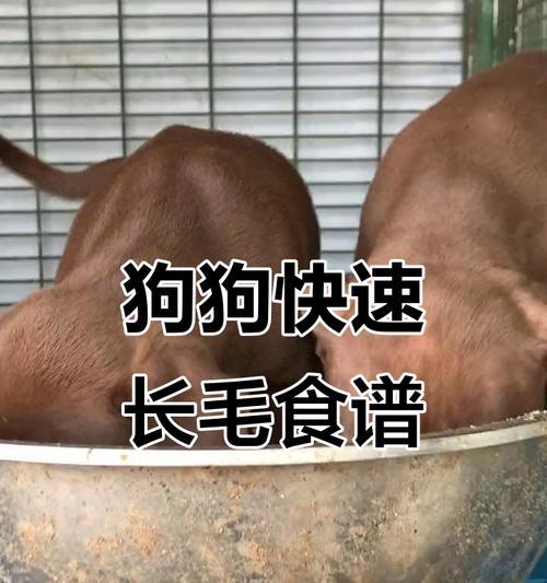 小狗吃玉米面的影响（探究小狗食用玉米面的健康效果与适宜量）