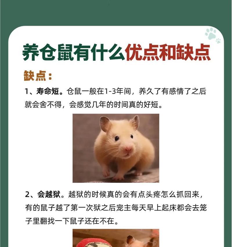 仓鼠饲养指南（全面了解仓鼠的需求与关怀，让您的仓鼠健康快乐成长）