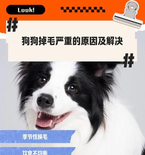 狗狗毛发稀少？试试这几个实用的解决办法吧！（让你的宠物恢复浓密亮丽的毛发）