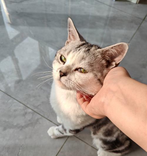 神奇的耳朵——猫咪耳朵往后卷的奥秘（探寻猫咪耳朵往后卷的原因和意义）
