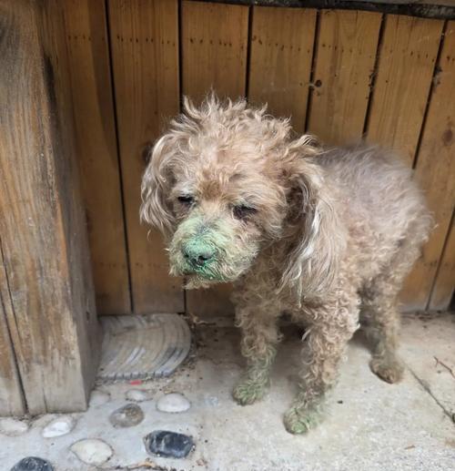 博美犬为什么会有想吐又没吐出来的情况？（了解博美犬呕吐问题的原因和解决方法）