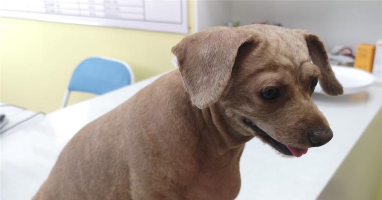 7岁泰迪狗掉牙的原因及应对方法（了解泰迪狗牙齿掉落的常见原因和正确的护理方法）