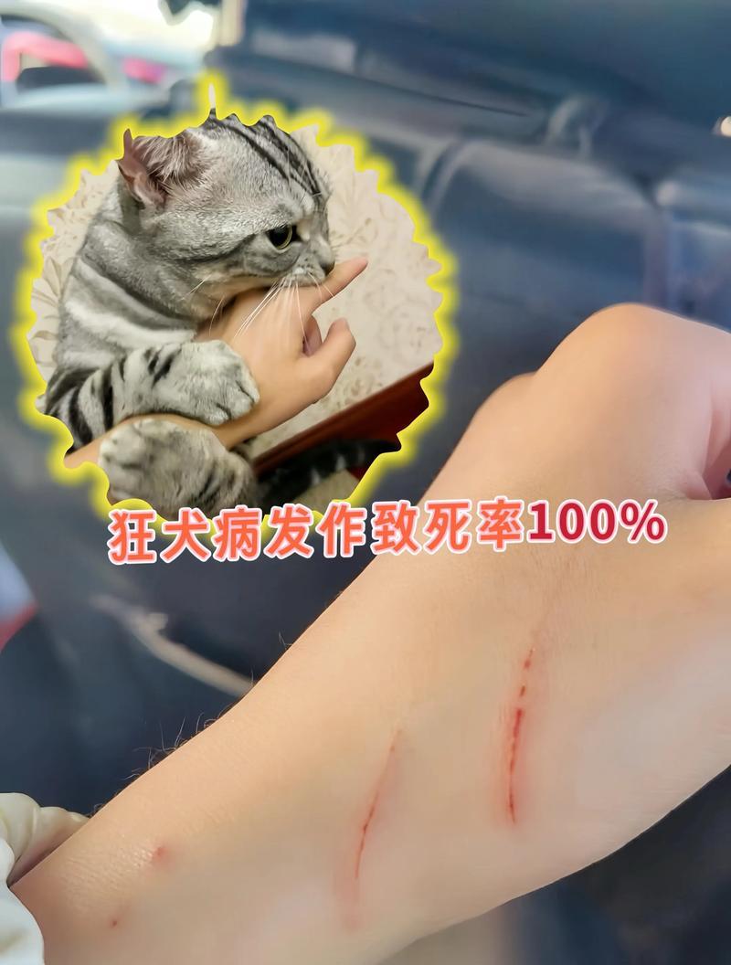狗狗的健康与狂犬病关联（了解狂犬病，保护你的爱犬）