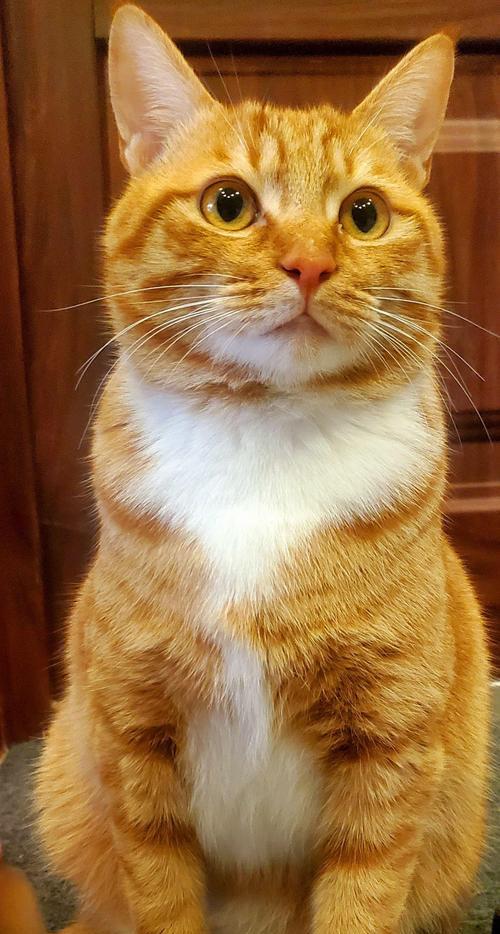品种猫和土猫（品种猫与土猫的优劣对比，了解适合自己的猫咪伴侣）