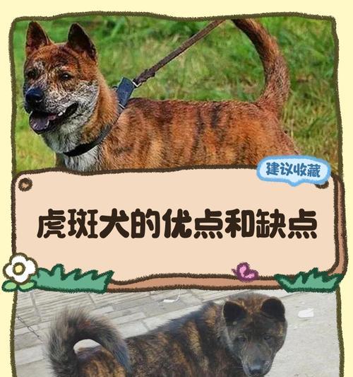 斑点狗如何认主人（通过嗅觉和视觉等方式，斑点狗如何识别和认同主人）