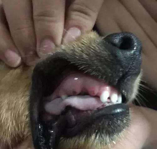 金毛嘴巴流血的应急处理方法（如何正确处理金毛犬出血的紧急情况）