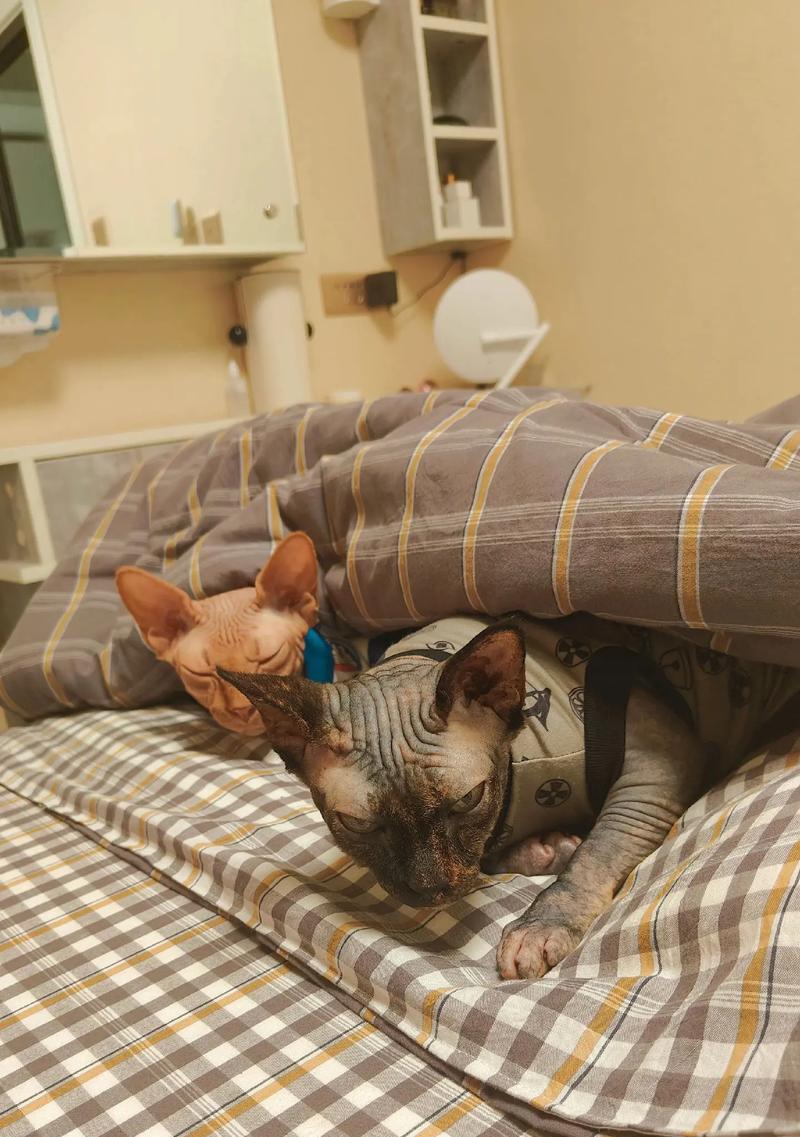 新到家的猫咪为何总是睡觉？（探究猫咪刚到家两天一直睡觉的原因与应对方法）