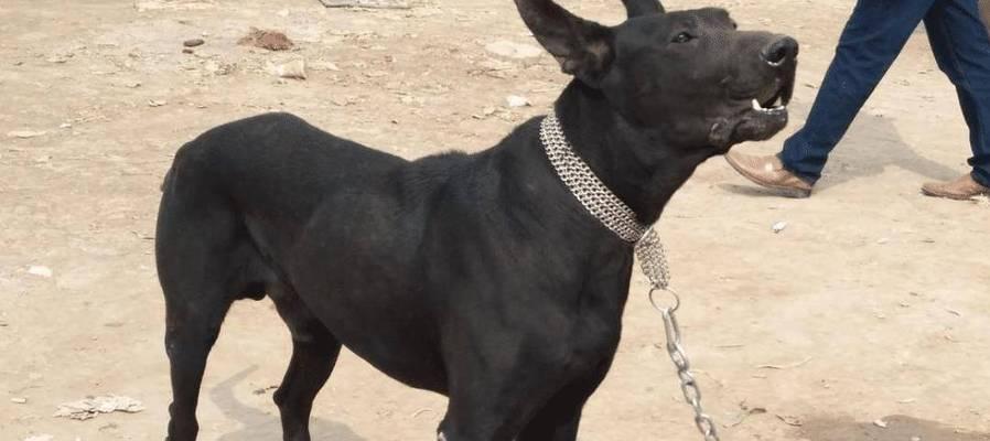 黑狼犬——优点与缺点（探索黑狼犬的特性、培养与管理的技巧）