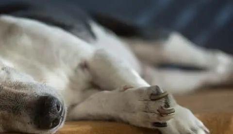 小猫翻肠子的原因与应对方法（急救小猫翻肠子，守护爱宠健康）