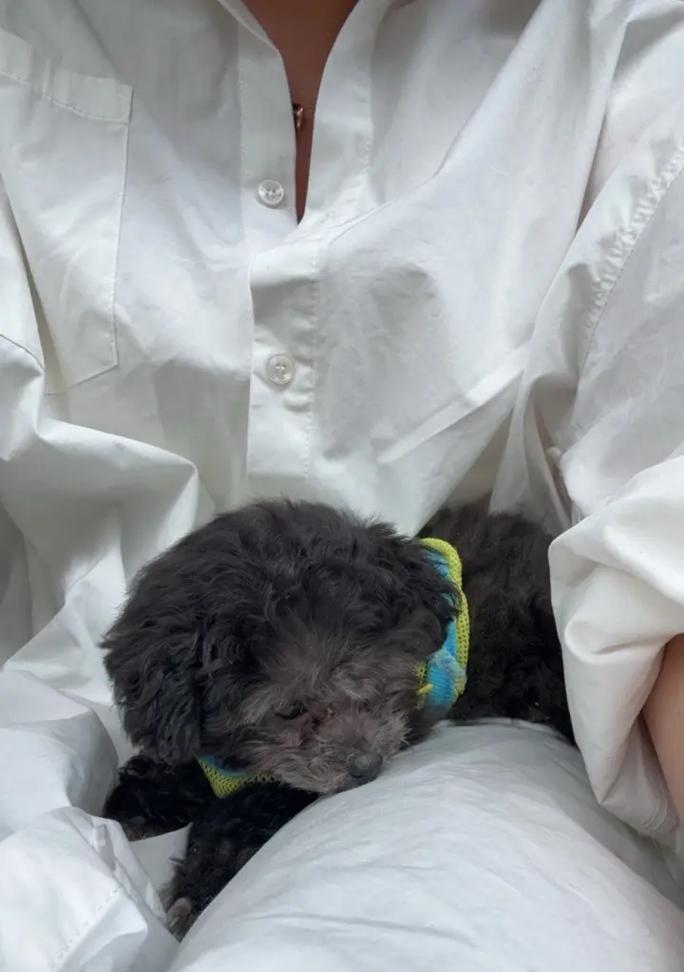 泰迪玩累了会怎么样？（探讨泰迪疲劳的表现和应对方法）