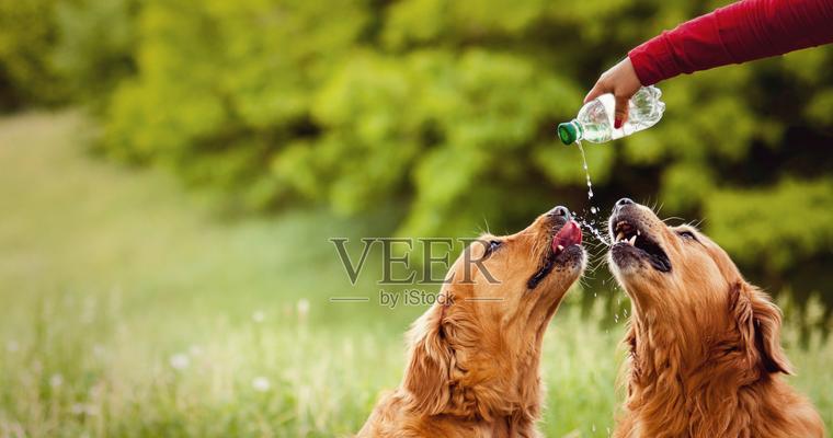 幼犬的水源之旅（两个月大的小狗如何保持水分摄入？）
