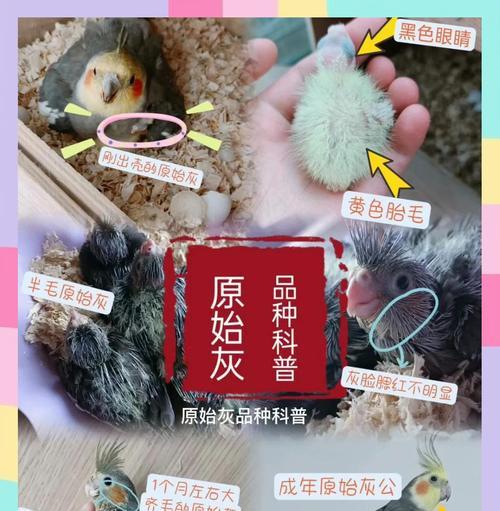 揭秘灰鹦鹉的年龄判断方法（了解灰鹦鹉年龄的关键技巧）