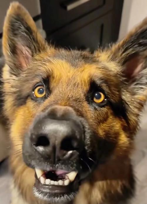 狗听到收破烂声音就狼嚎的原因及影响（探索狗对收破烂声音的反应机制和行为表现）