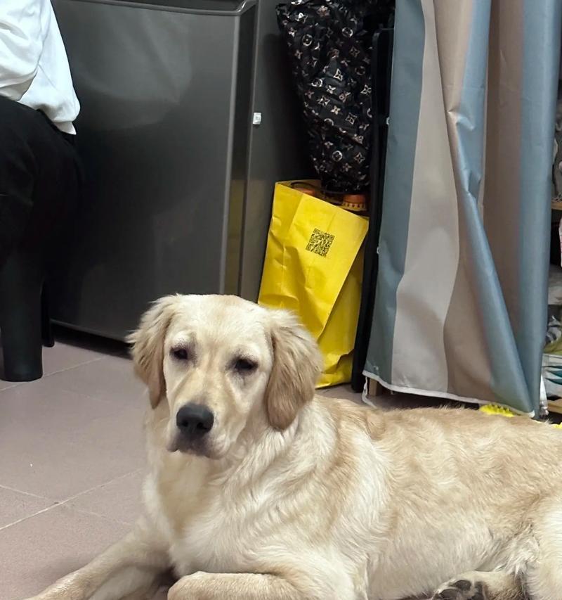 金毛被蚊子咬如何应对（保护金毛免受蚊虫侵扰，防止疾病传播）