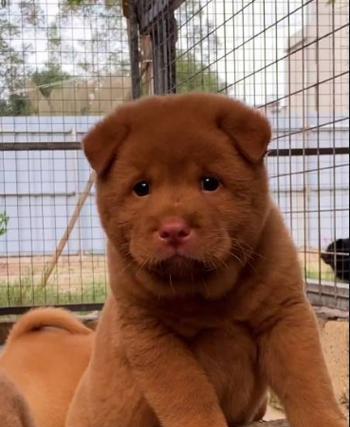 探秘潮汕五红犬之美（独特魅力、品种特点与养殖技巧）