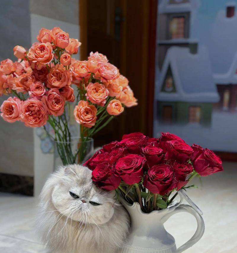 猫咪喜欢什么花？（探寻猫咪喜欢的花卉品种及其原因）