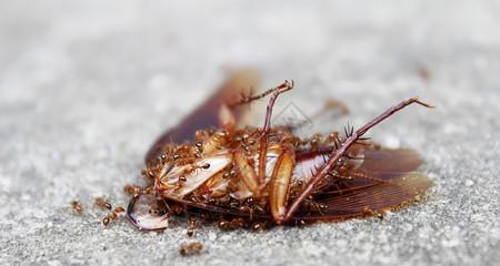 宠物泰迪狗吃了蚂蚁该如何处理？（小心！泰迪狗误食蚂蚁可能引发的问题及应急措施）