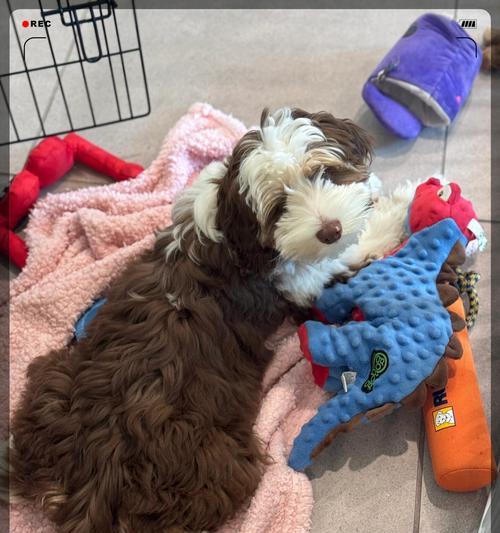 泰迪狗的懒散行为探究（探索泰迪狗越来越懒的原因及解决方法）